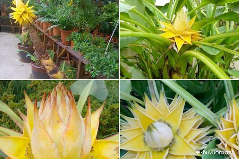 Chuối cảnh Thái lan hoa sen vàng