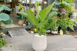 Đại phú gia - Cây phong thủy lộc tài, giàu sang, phú quý