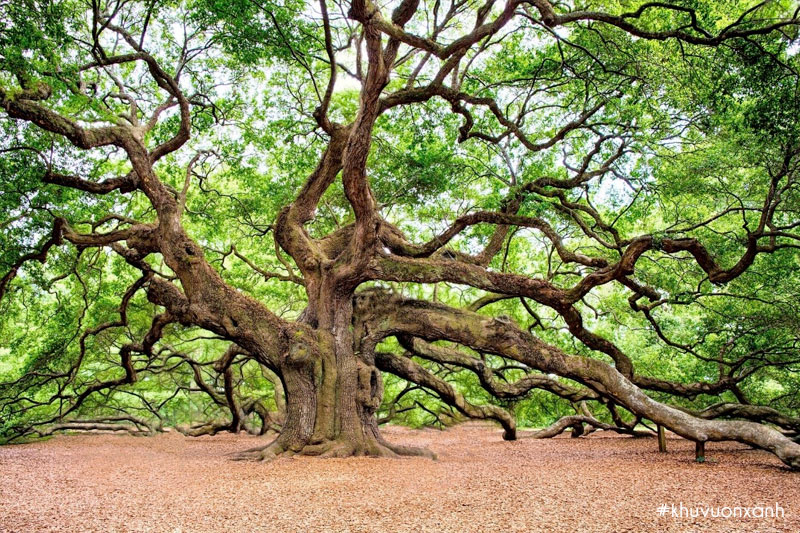 Cây Sồi có tên gọi trong tiếng anh là Oak