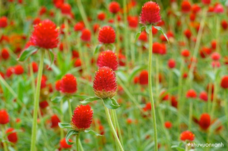 Cúc Bách nhật đỏ