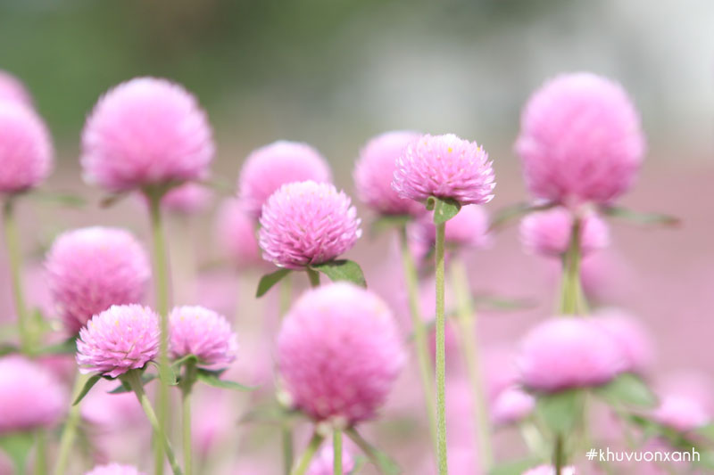 Cúc Bách nhật hồng