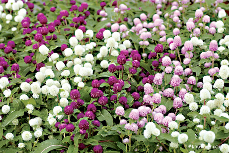 Cúc Bách nhật là biểu tượng của sự đoàn kết