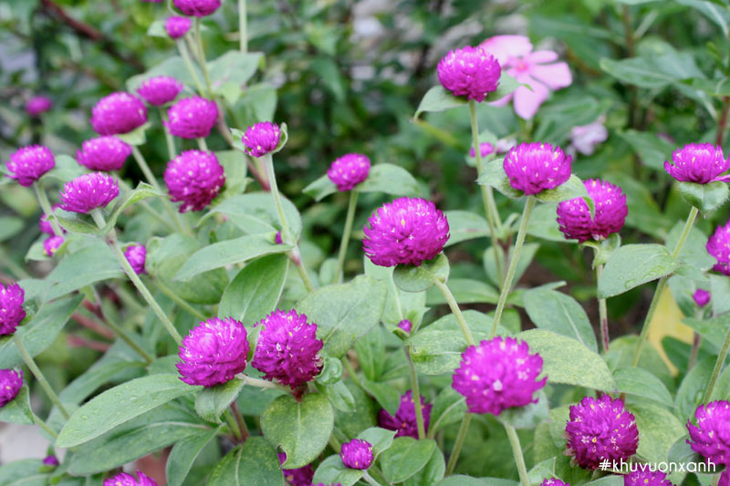 Cúc Bách nhật tím