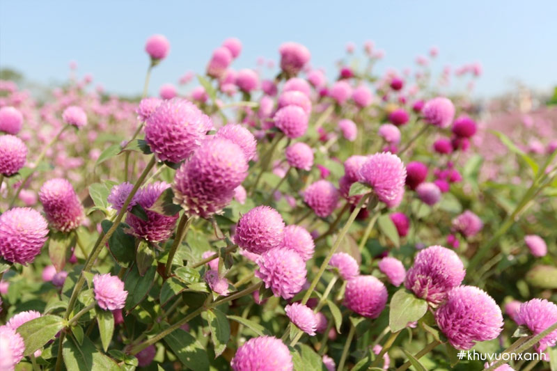 Vẻ đẹp của cúc Bách nhật tím Gomphrena globosa