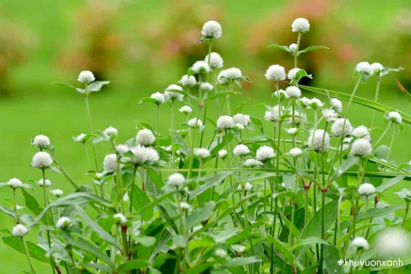 Cúc Bách nhật trắng