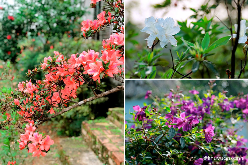 Bông Đổ quyên có nhiều màu sắc khác nhau