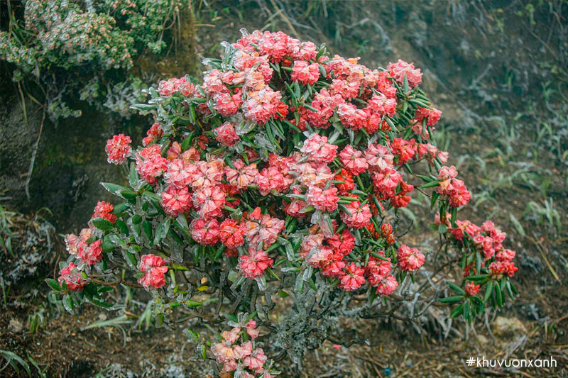 Bông Đổ quyên nở rực bị đóng băng trên núi Fansipan