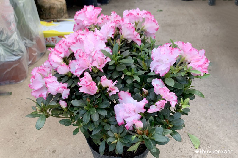 Hoa đỗ quyên cánh kép