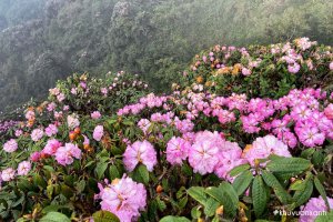 Cây hoa Đỗ quyên mang vẻ đẹp bình dị với ý nghĩa phong thủy độc đáo