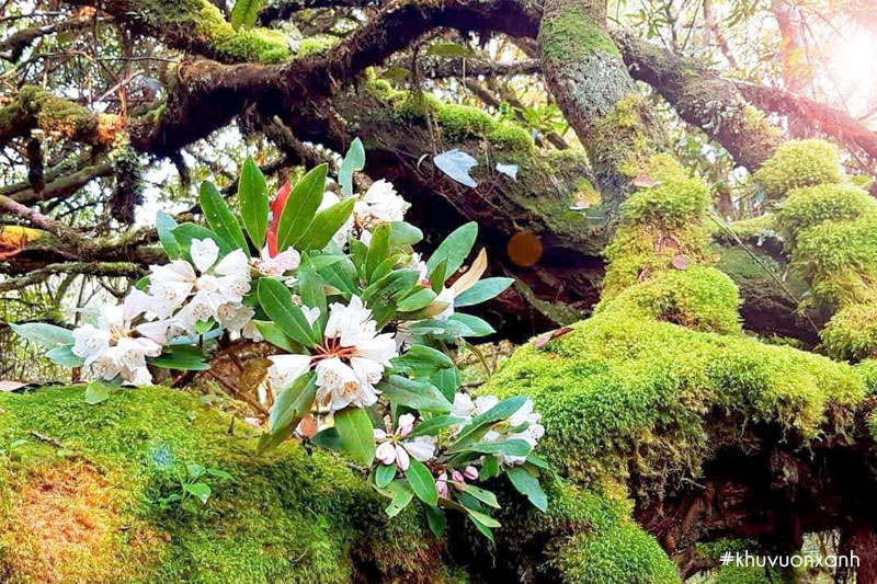 Đỗ quyên rừng hay còn gọi là Đổ quyên ta