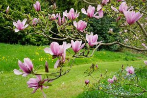 Cây hoa Mộc lan (Magnolia) - Loài hoa cảnh kiêu sa với nhiều công dụng nổi bật