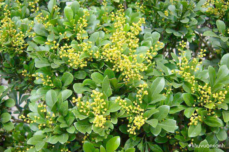 Cây ngâu (Aglaia Odorata) trồng trang trí sân vườn và làm đẹp cảnh quan