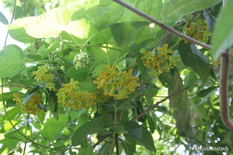 Giàn hoa thiên lý đẹp toả bóng mát