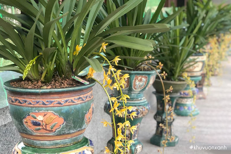 Vẻ đẹp của cây lan kiếm