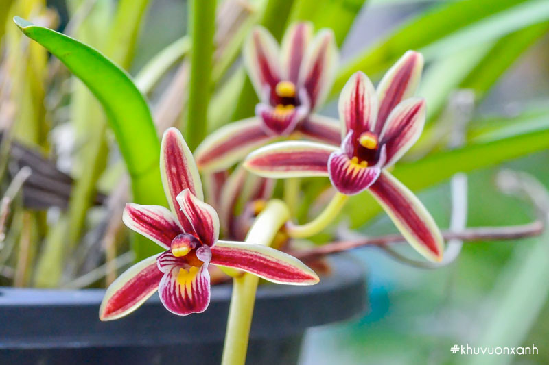 Vẻ đẹp của hoa kiếm Lô hội