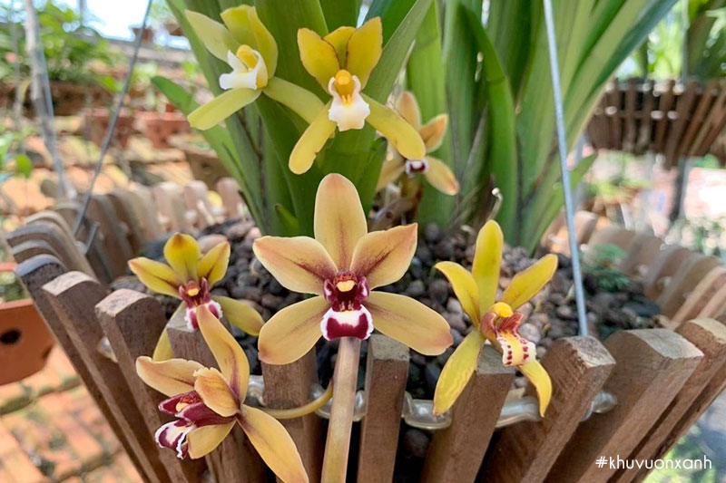 Thời gian cây ra hoa từ tháng 2 - tháng 4 hàng năm