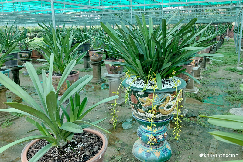 Cây thường được trồng nhiều với mục đích trang trí