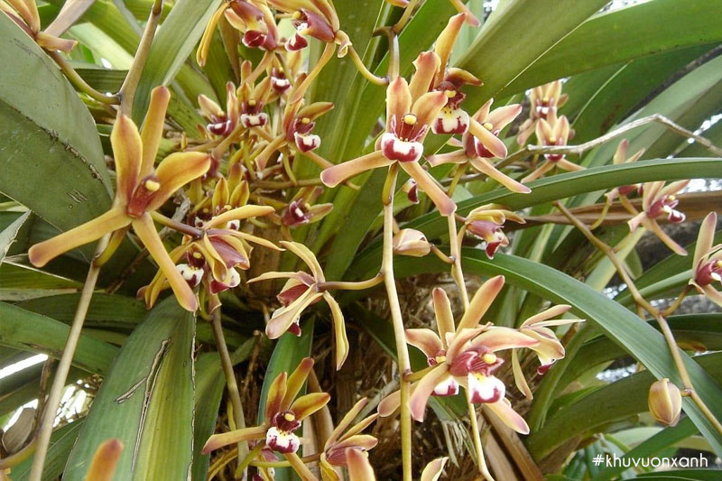 Lan Tiên vũ có kích thước lớn