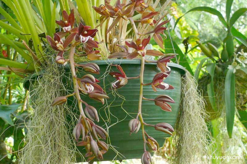 Hoa kiếm treo hay còn gọi là kiếm dừa