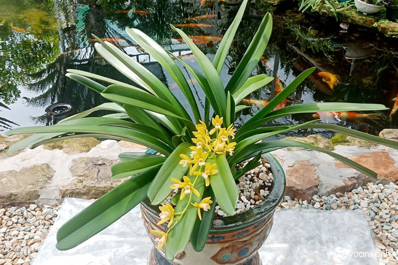 Hoa Kiếm lan là loài cây ưa ánh sáng