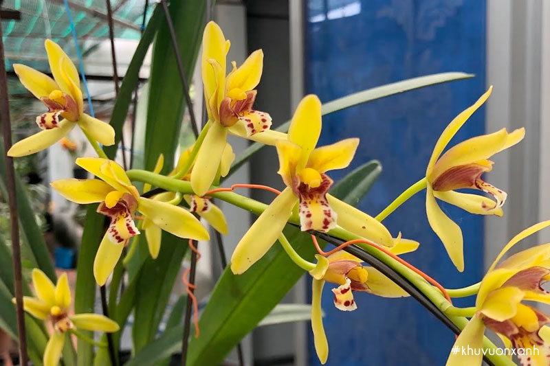 Kiếm Vị Hoàng ra hoa có hương thơm rất dễ chịu