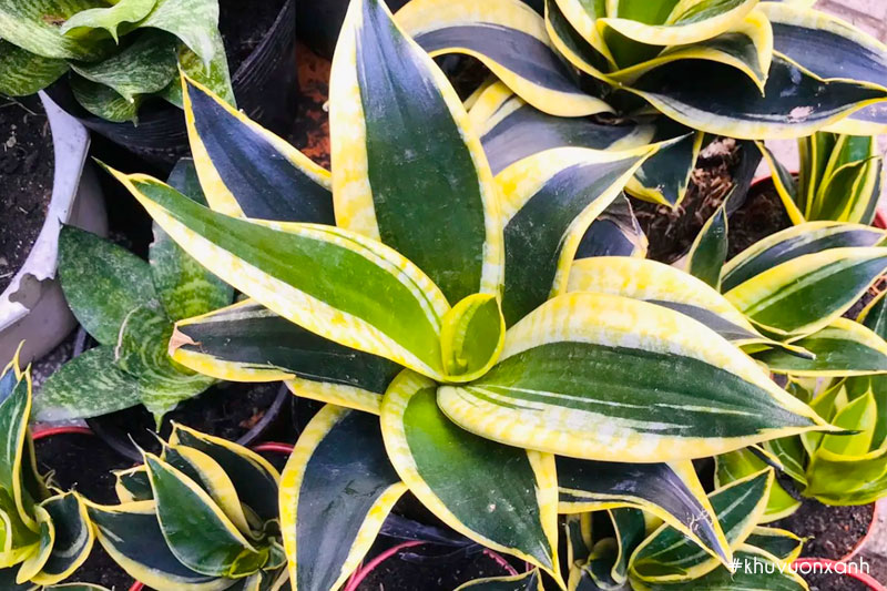 Lưỡi mèo thái còn được gọi là Lưỡi hổ lùn Thái