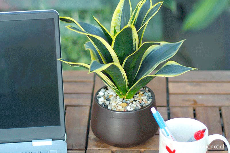 Chậu Lưỡi mèo để bàn văn phòng