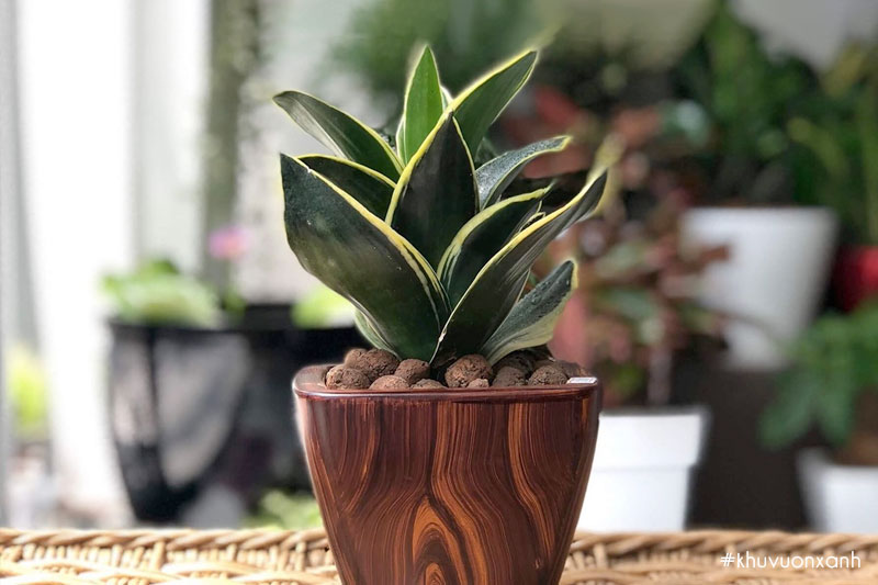 Cây Lưỡi mèo hợp mệnh Thổ, mệnh Kim và hợp tuổi Đinh Hợi