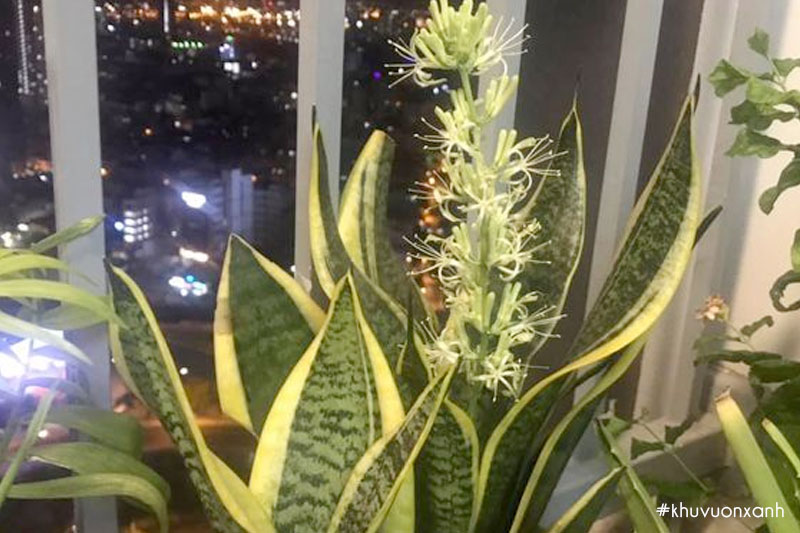 Lưỡi mèo ra hoa báo hiệu may mắn, tài lộc