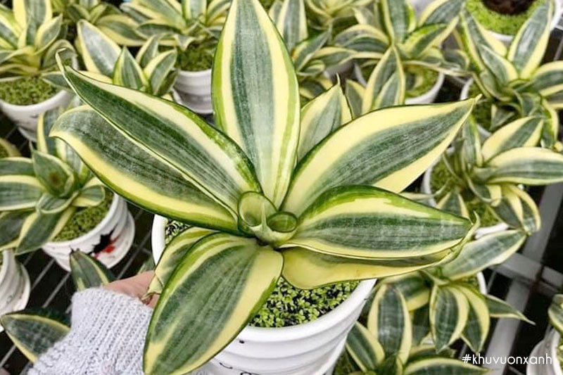 Lưỡi mèo vàng nổi bật với những chiếc lá sọc vàng