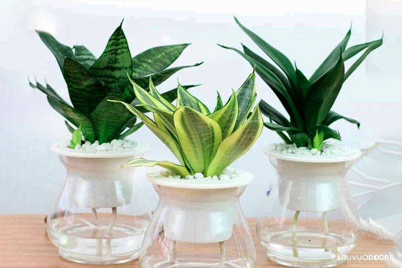 Lưỡi mèo trồng thủy sinh để bàn