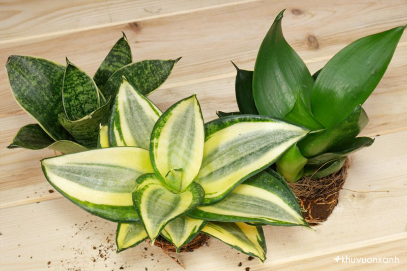 Cây Lưỡi mèo có tên khoa học Sansevieria trifasciata var
