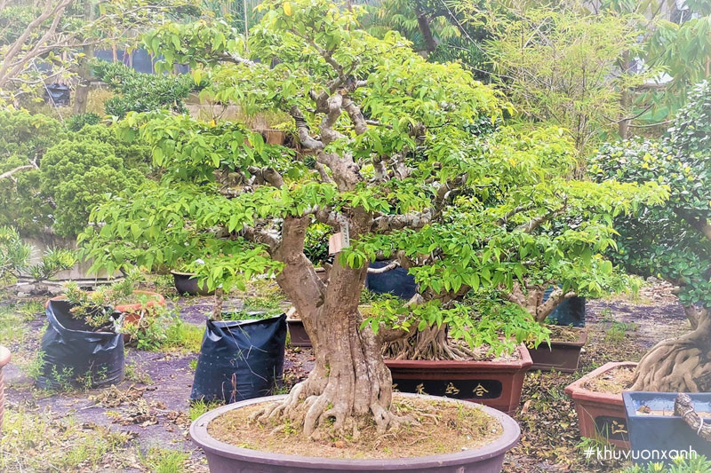 Mai chiếu thủy trồng chậu bonsai