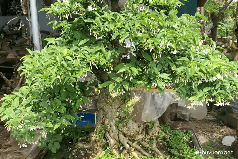 Mai chiếu thủy là giống cây cảnh rất được ưa chuộng hiện nay