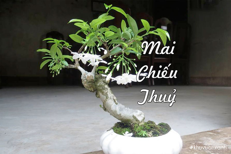 Cây Mai chiếu thủy hợp với mệnh Thổ và mệnh Thủy