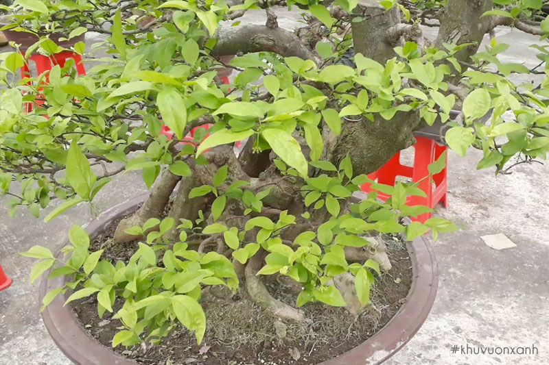 Đặc điểm của mai chiếu thủy lá lớn