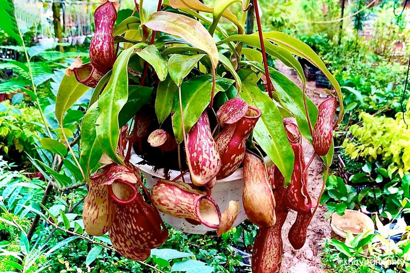 Cây nắp ấm còn được gọi là cây bắt côn trùng