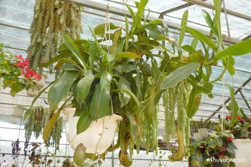 Cây nắp ấm giúp tô điểm cho không gian sân vườn