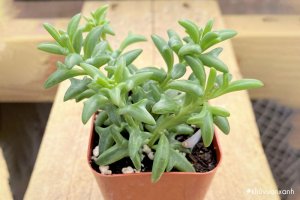 Sen đá Cá heo xinh xắn, độc đáo, được giới trẻ yêu thích nhất hiện nay