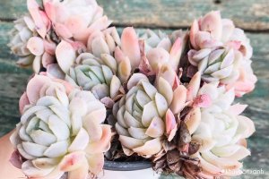 Cây Sen đá Hải ly - Vẻ đẹp xinh yêu, hương thơm nhẹ nhàng, hút tài lộc may mắn