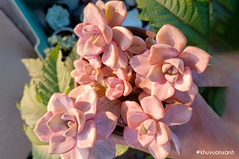 Sen đá hồng mập var đột biến