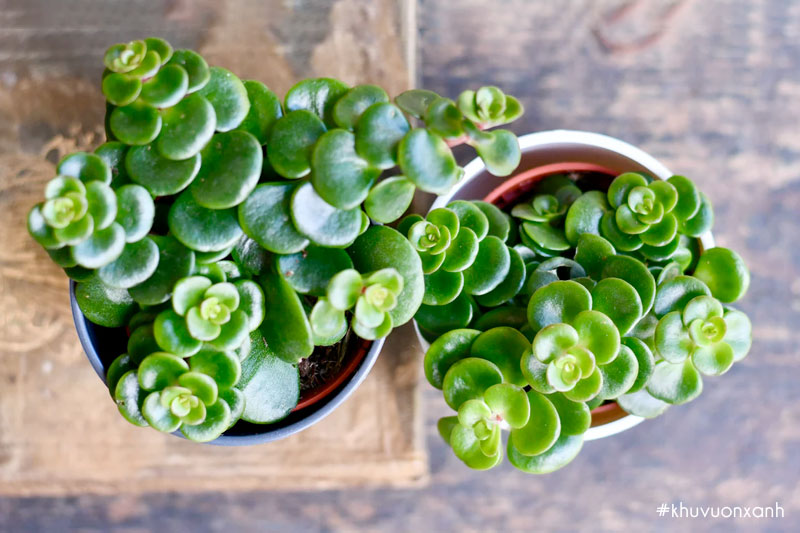 Sen đá sedum vảy cá (Sedum tetractinum)