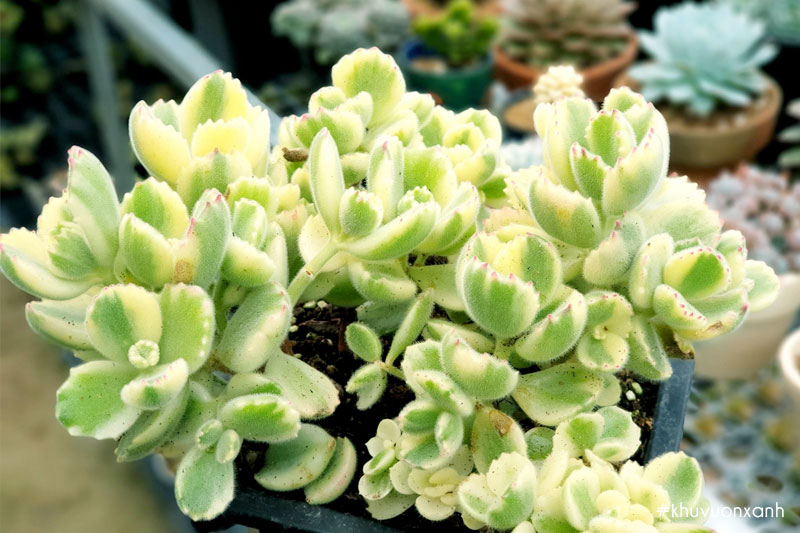 Sen tay gấu var đột biến