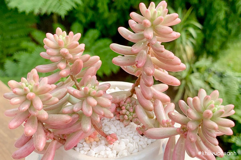 Sen đá Thạch ngọc hồng