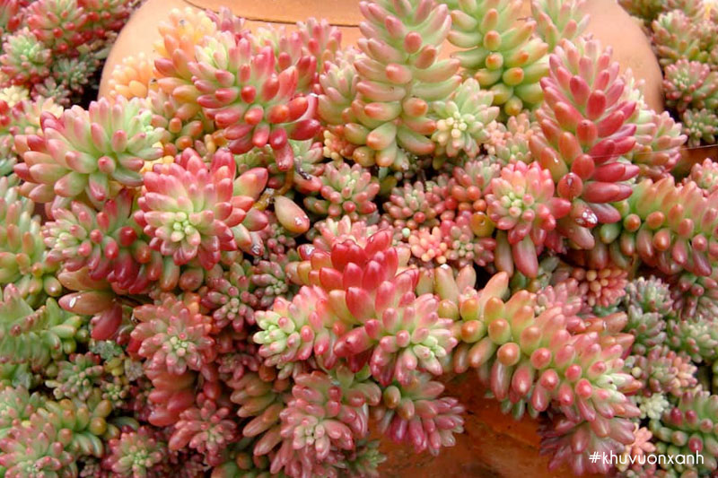 Sen đá thạch ngọc có tên tiếng Anh là Jelly bean sedum