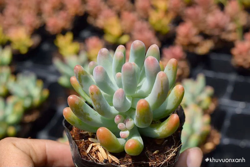 Sen đá thạch ngọc Mỹ