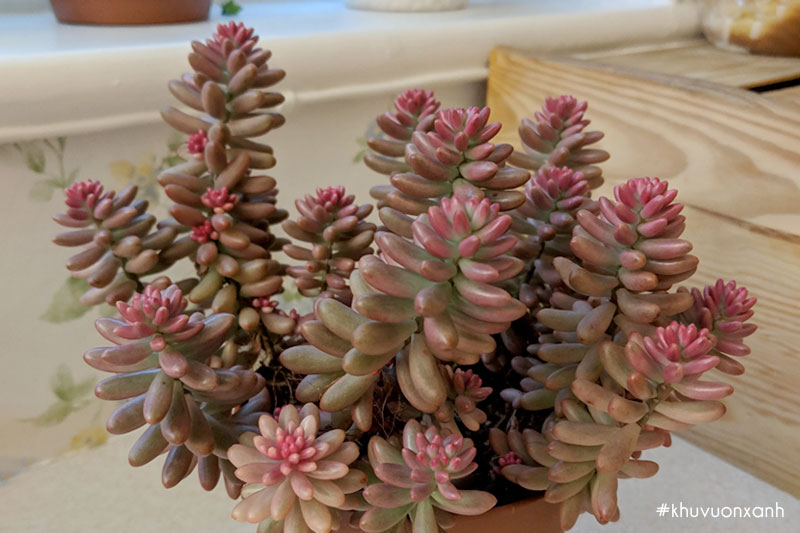 Cây Sen đá Thạch ngọc tím