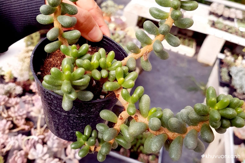 Cây Sen đá Thạch ngọc xanh