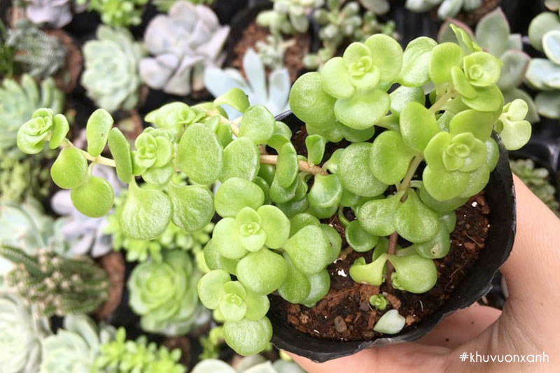 Sen đá vảy cá được trồng trang trí cảnh quan và quà tặng ý nghĩa