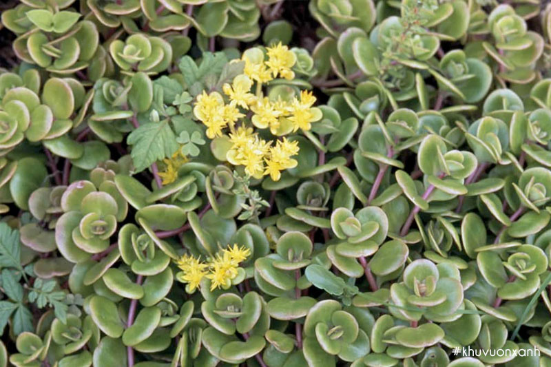 Sen đá vảy cá ra hoa mang ý nghĩa phong thủy tốt lành